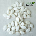 Good Harvest Pumpkin Seeds For Growing